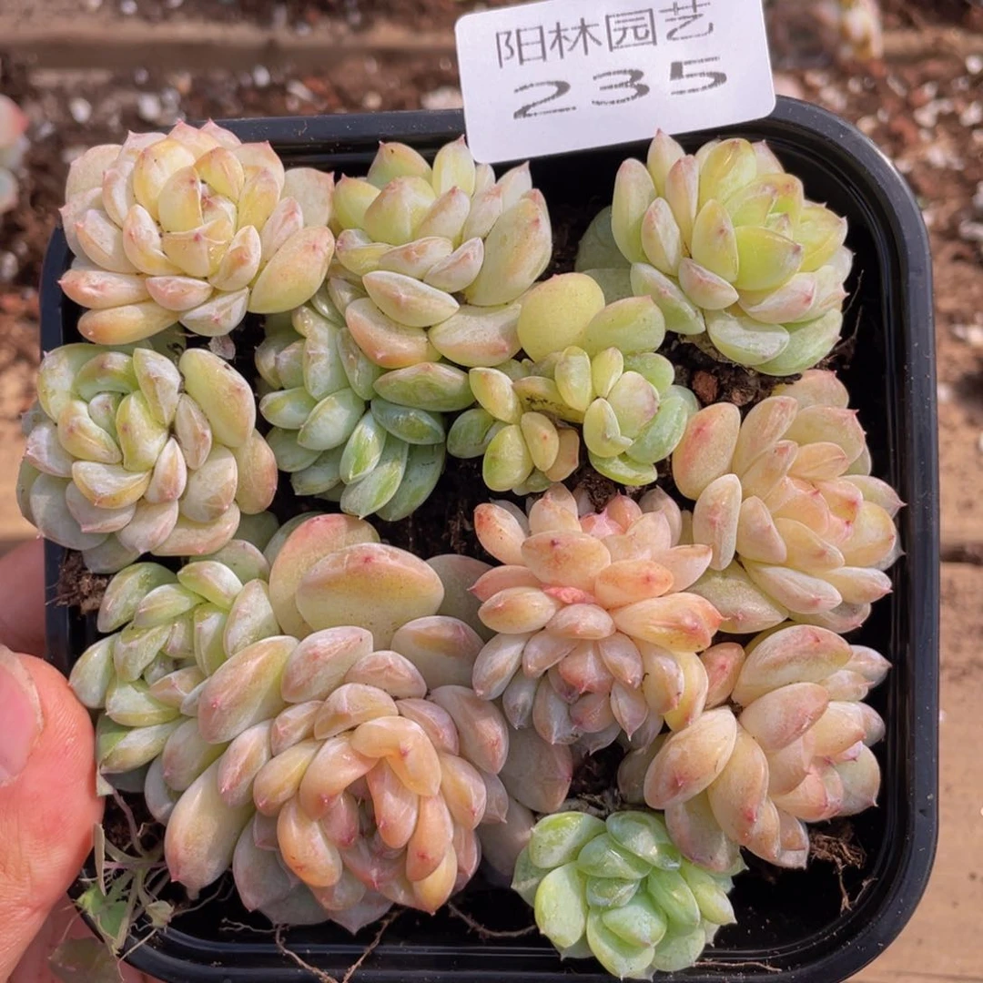 多肉植物多肉植物235