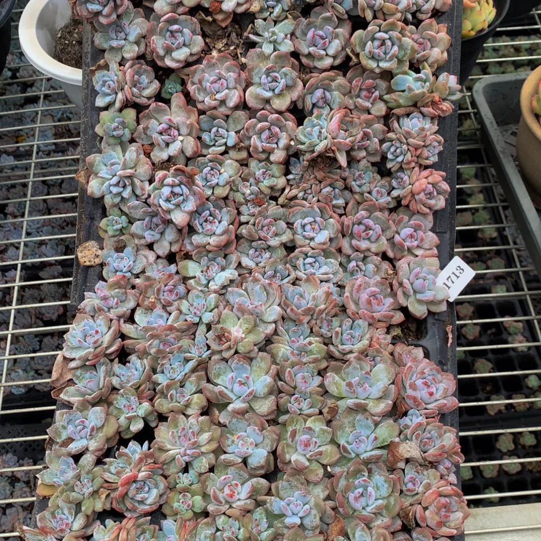 91713一整盘嗯嗯嗯嗯嗯嗯好想