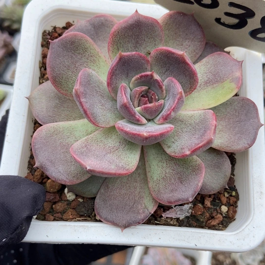 2038黑色杂交多肉植物