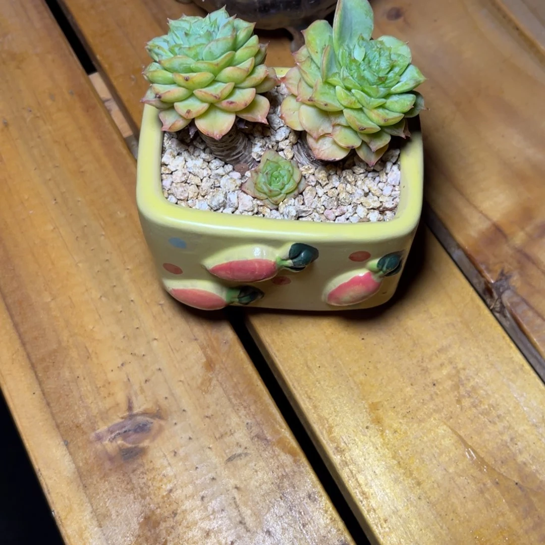 唉***姣带，盆。不知名。小可爱……