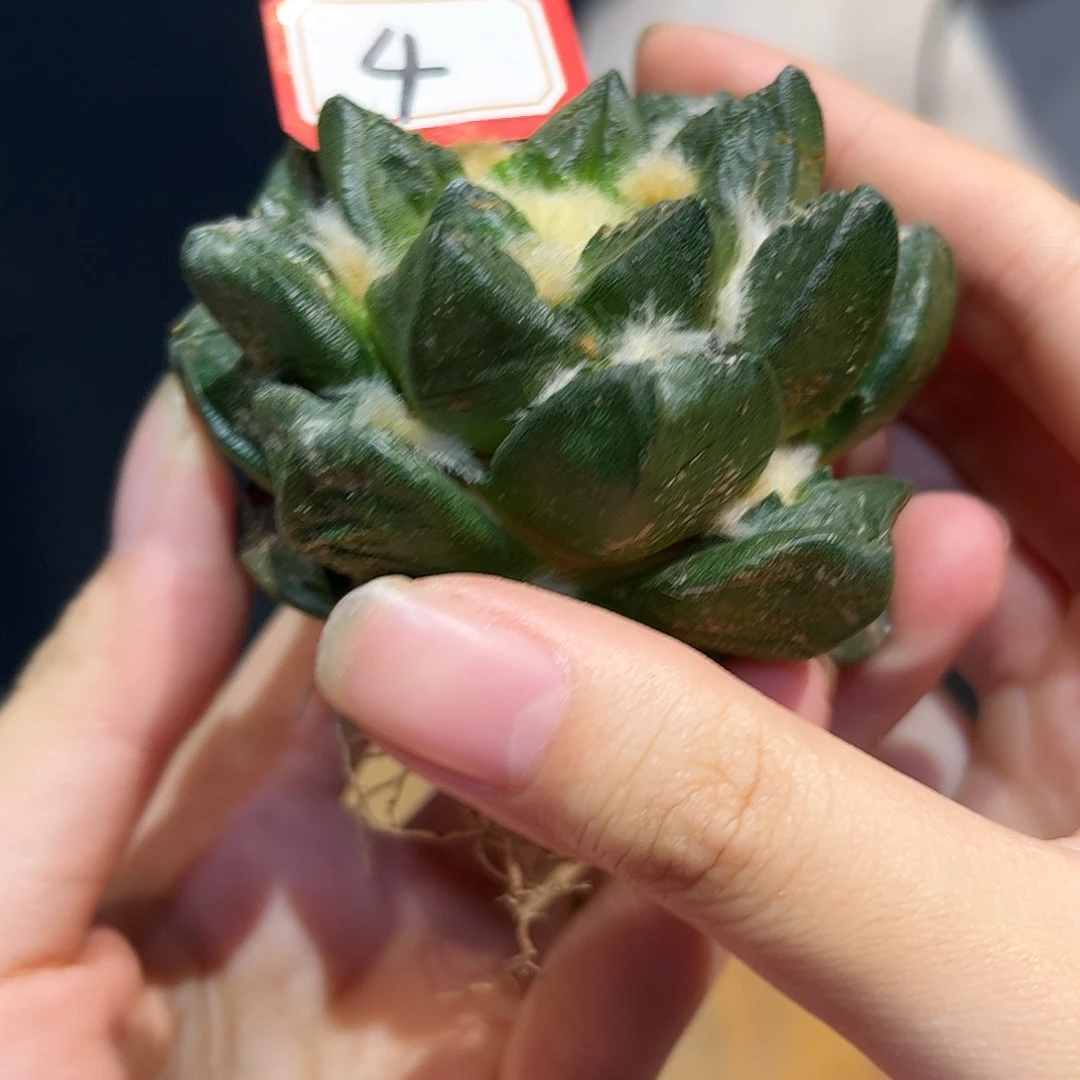 4号7.2cm萝卜根短尤龙角牡丹