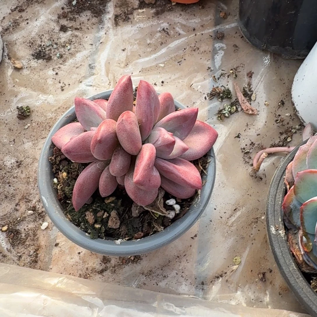 树***蚁多肉植物赫本斯托515