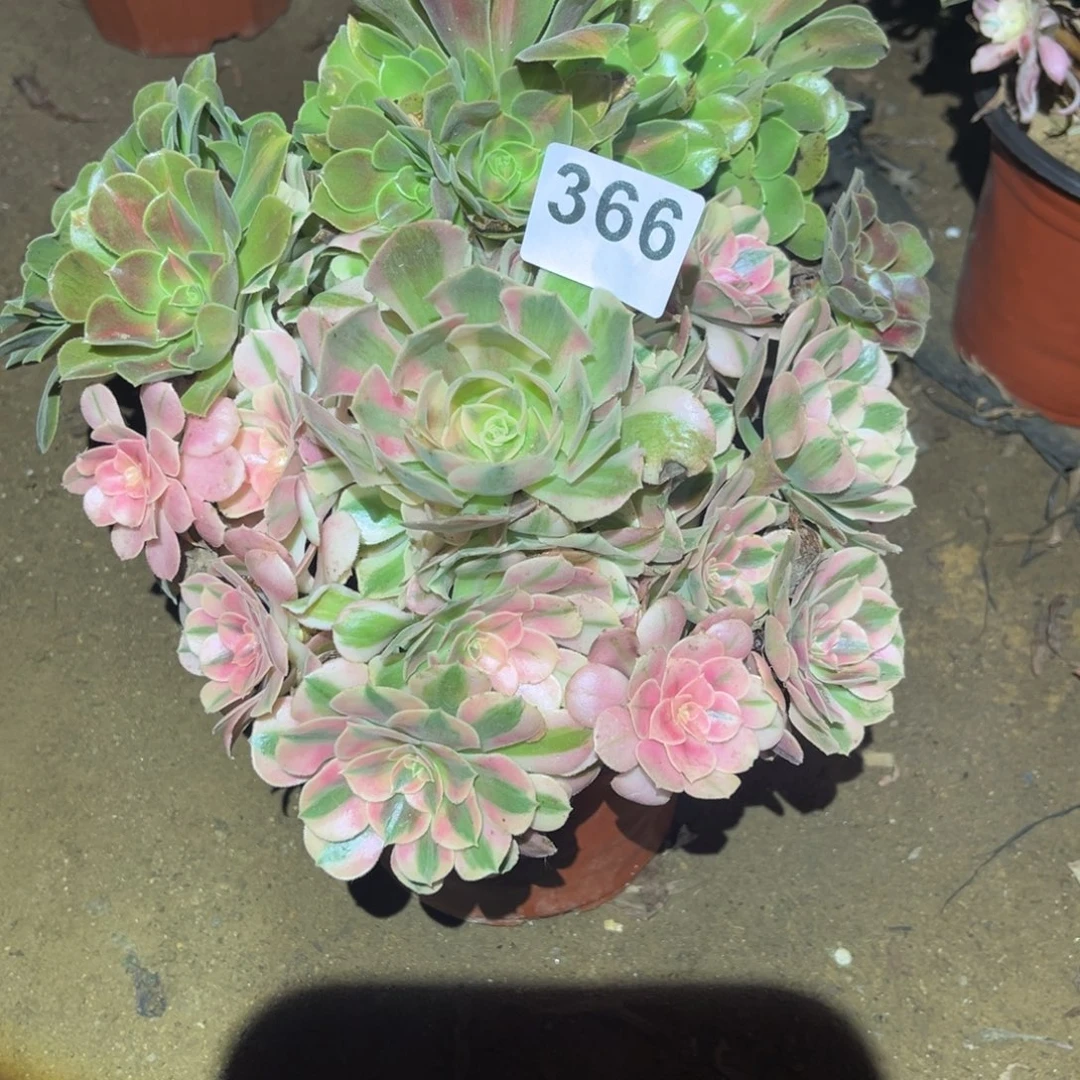 粉女巫阴阳多肉法师366