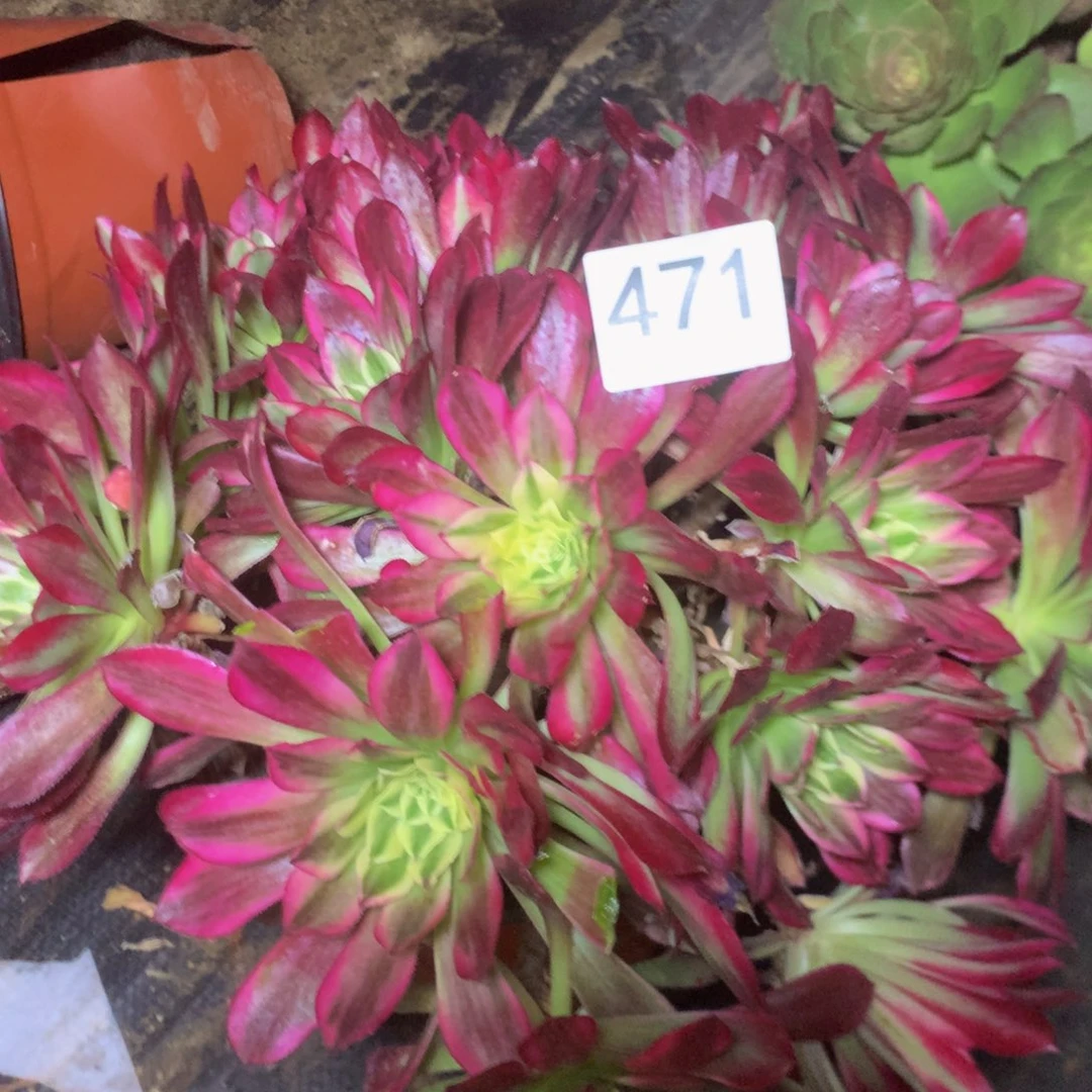 471天合多肉植物