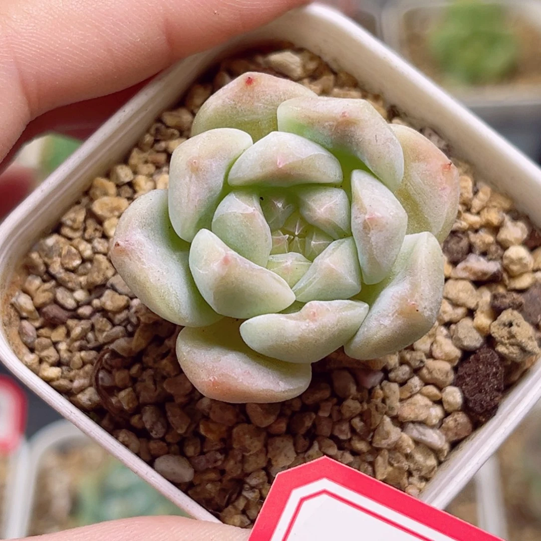 D173 一物一拍 18包邮