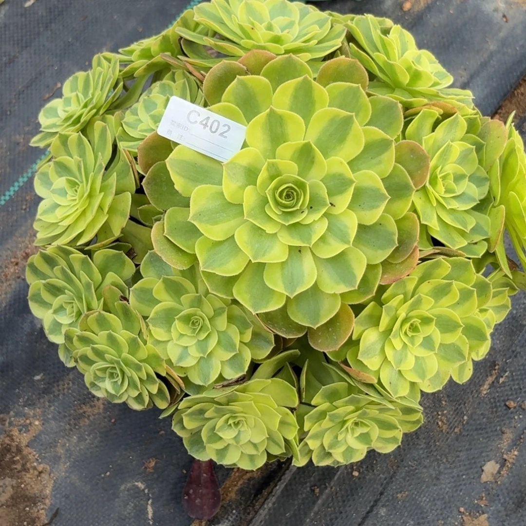 402雨河多肉植物发货