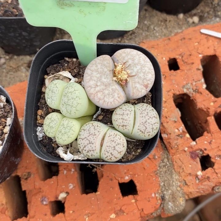 小***1生石花的季节是034