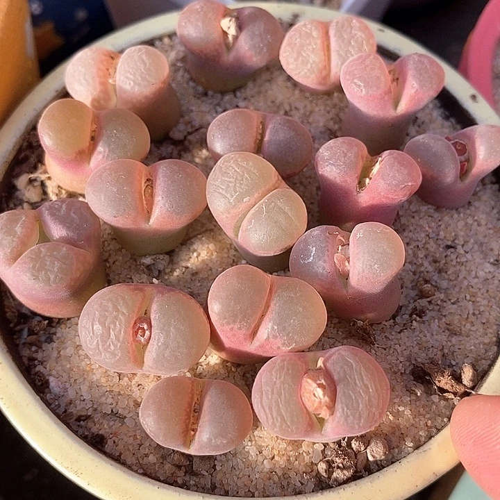 粉色风铃cm10一组两颗