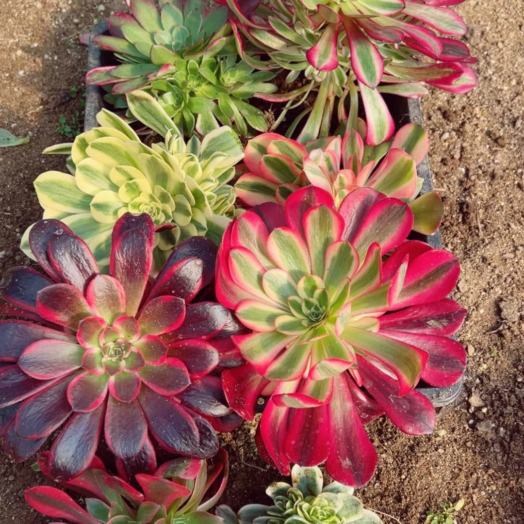 八颗不同品种多肉植物带春晓铜壶