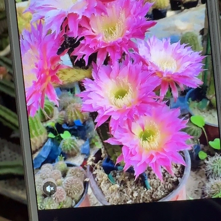 紫薇星侧芽5公分毛花柱