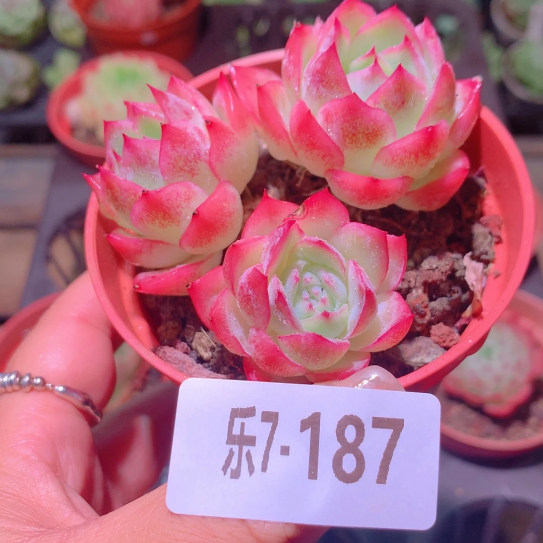 乐然7-187 孤星群