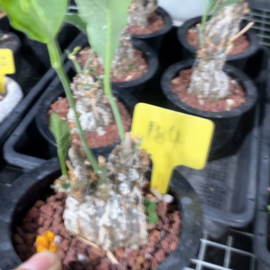 伊莎头葫芦多肉植物