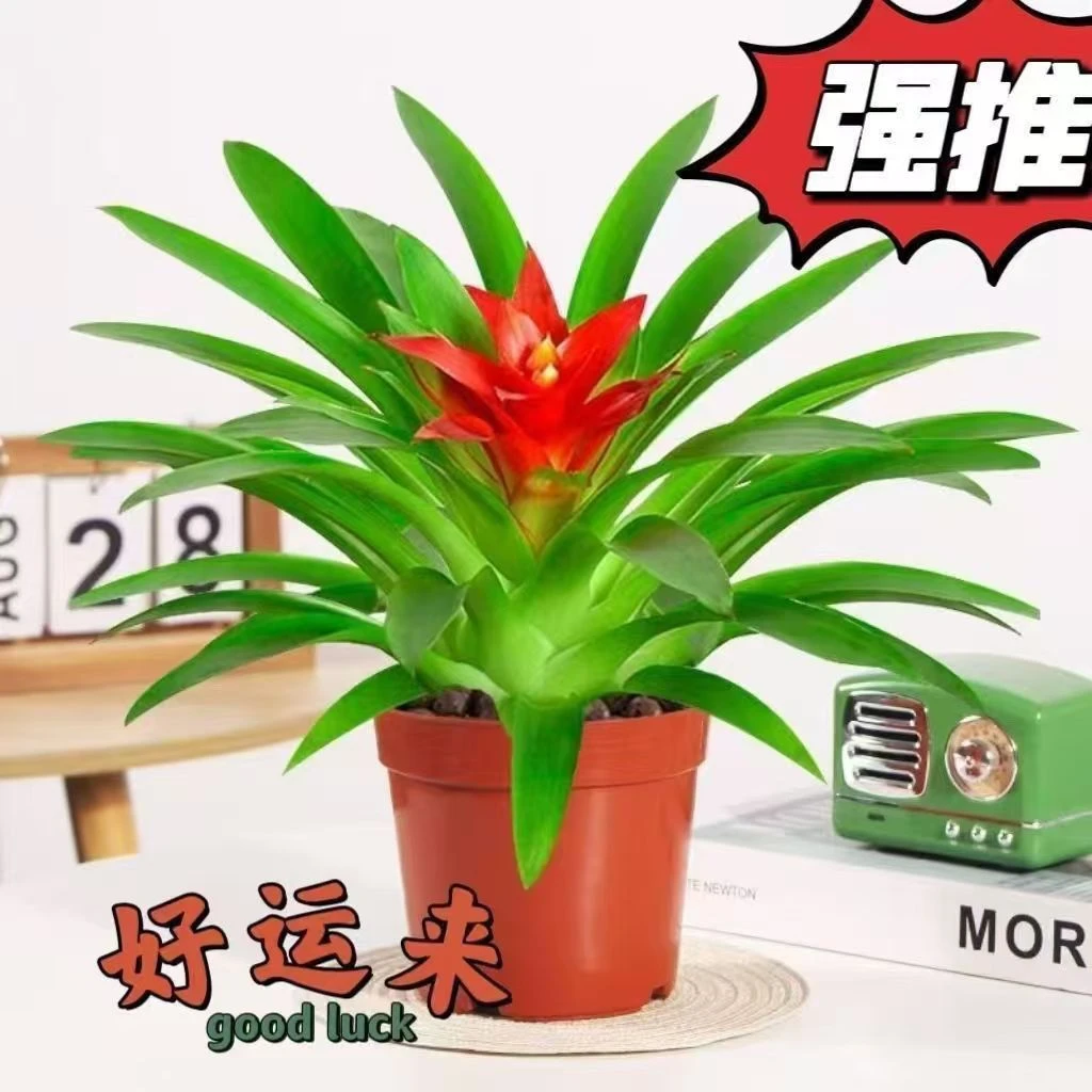 小红星鸿运当头盆景室内植物红花卉盆栽绿植凤梨阳台办公客厅夕