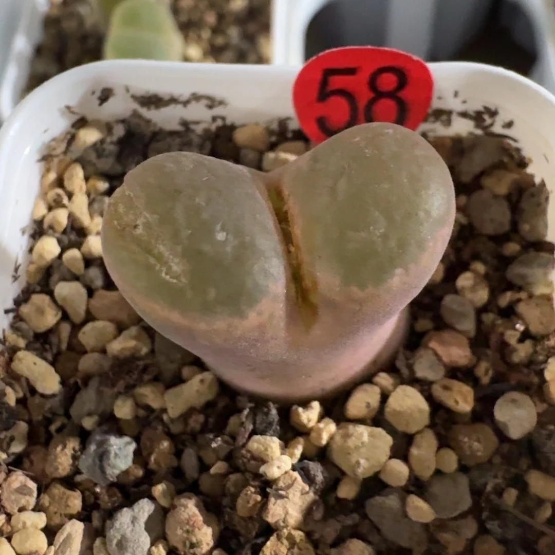 58.......多肉.....
