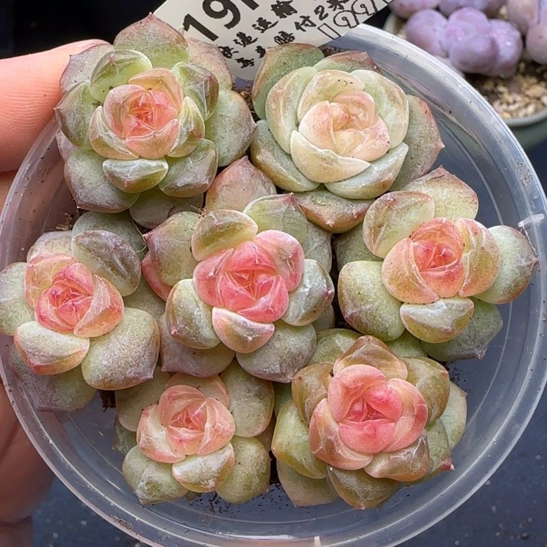 【满29包邮非偏远】913下播福利