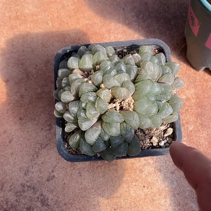 无花朵玉露大群一物一拍