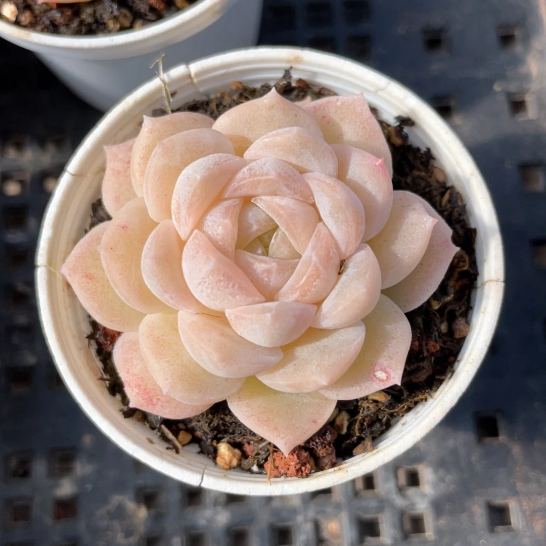 优选新品珍妮1346