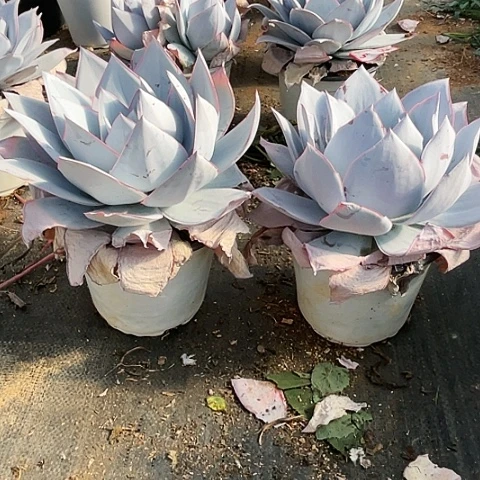 高****植63 号广寒宫 2棵