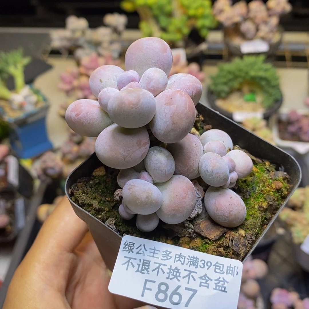 867芭比奶多肉6c m