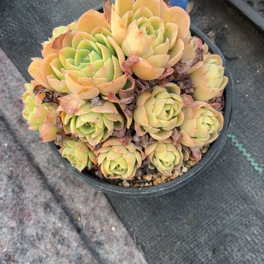 佛****蔡多肉植物111111碧淘11111