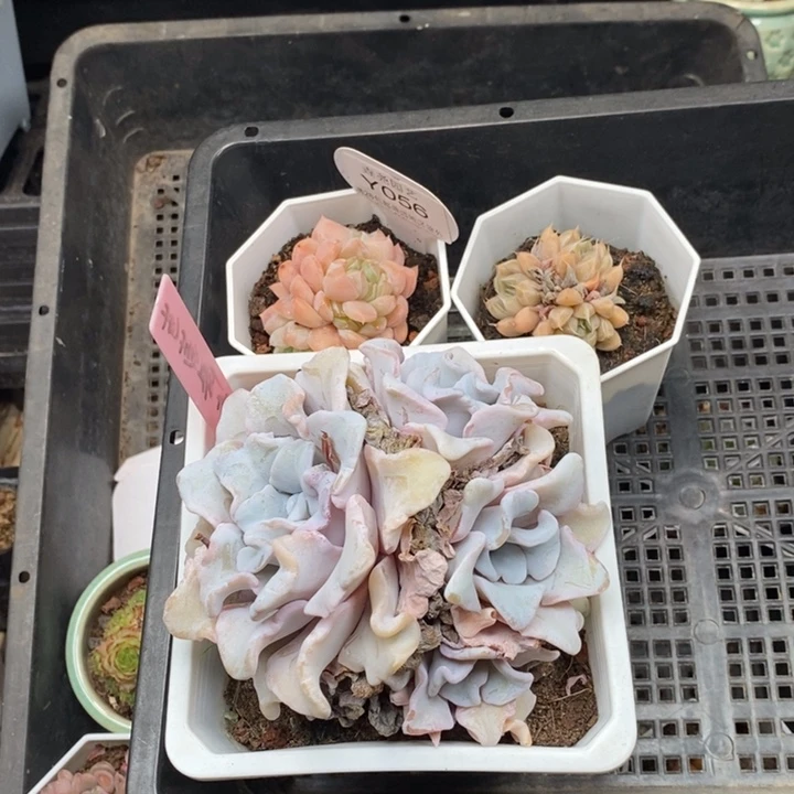 爱*0056 饺子皮 星云 琥珀