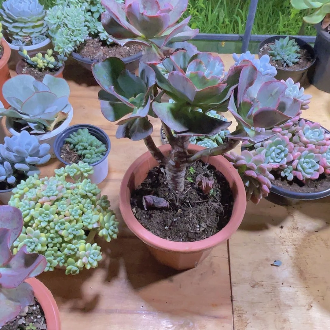 星***星0000000000000000041