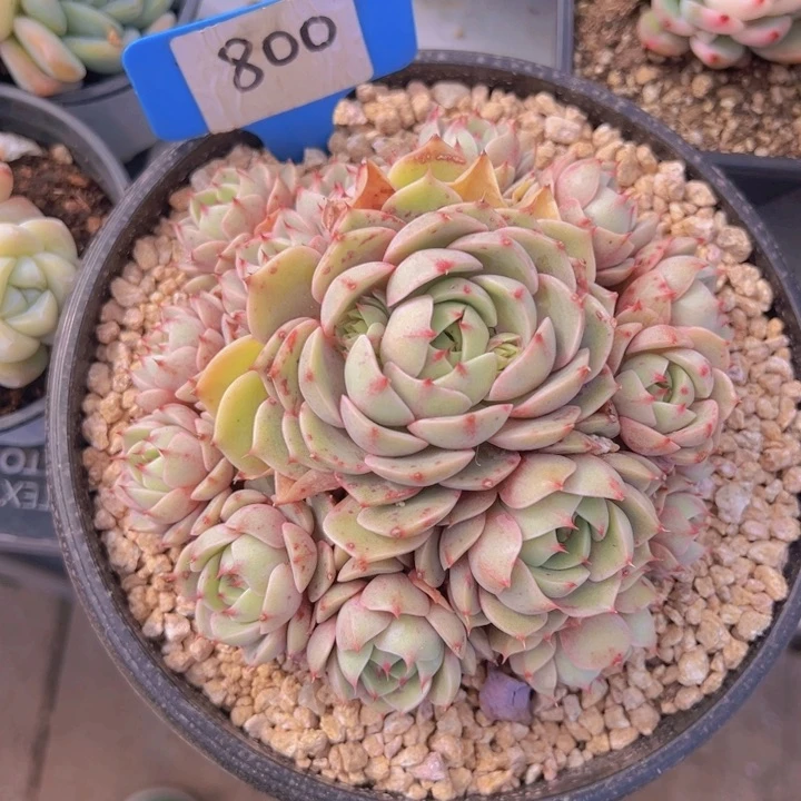 健健康康平平安安