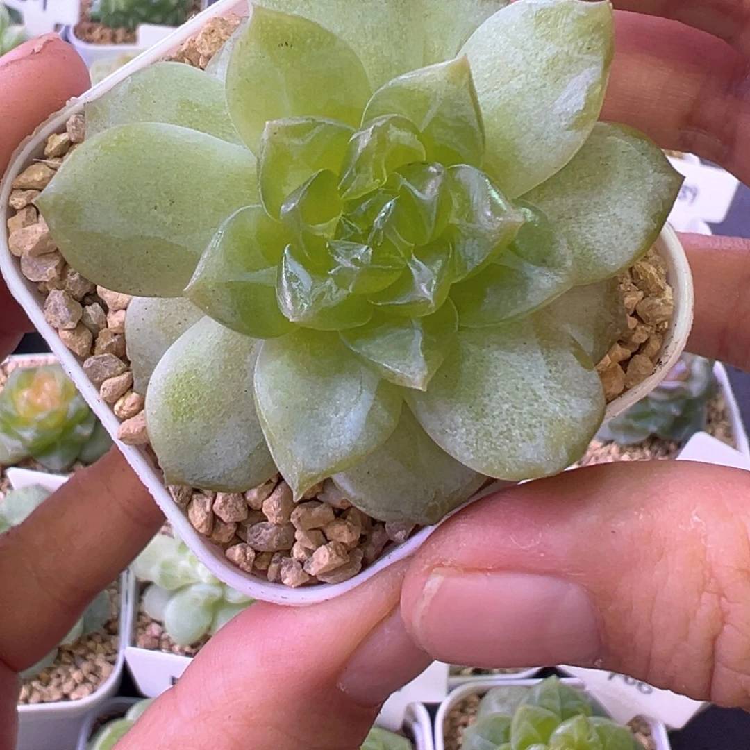 128号糖心晗雨多肉植物