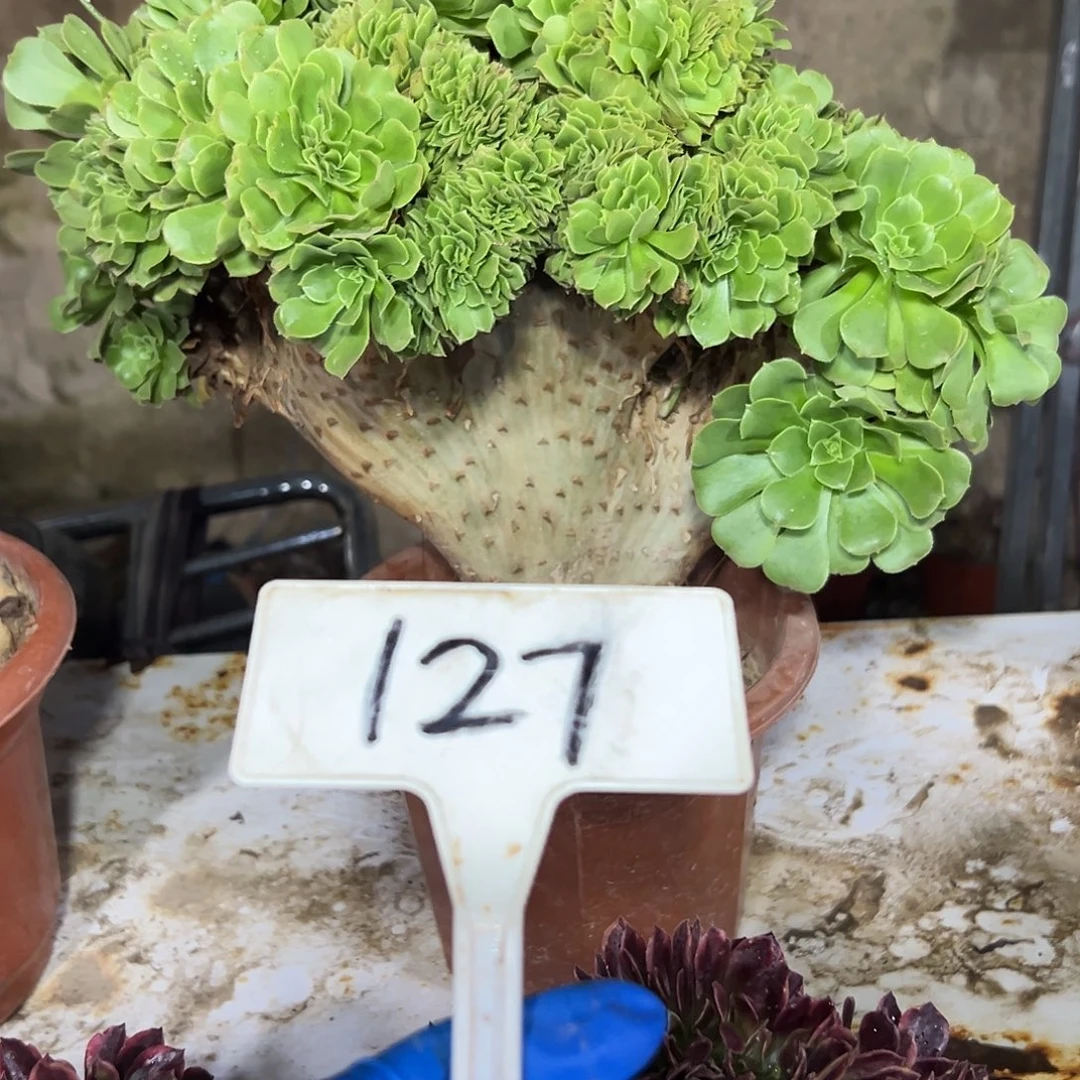 多肉植物绿羊绒缀花127