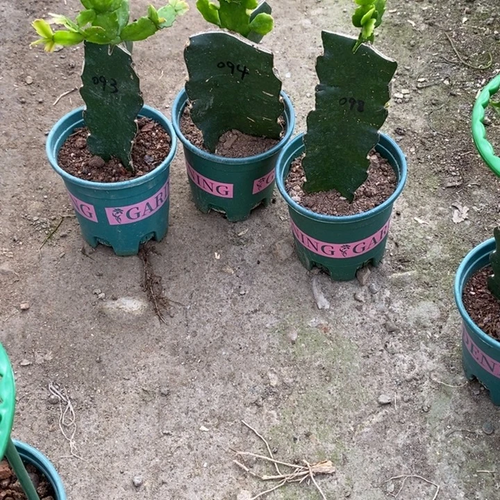 王***Q完全开放093 094 098重瓣