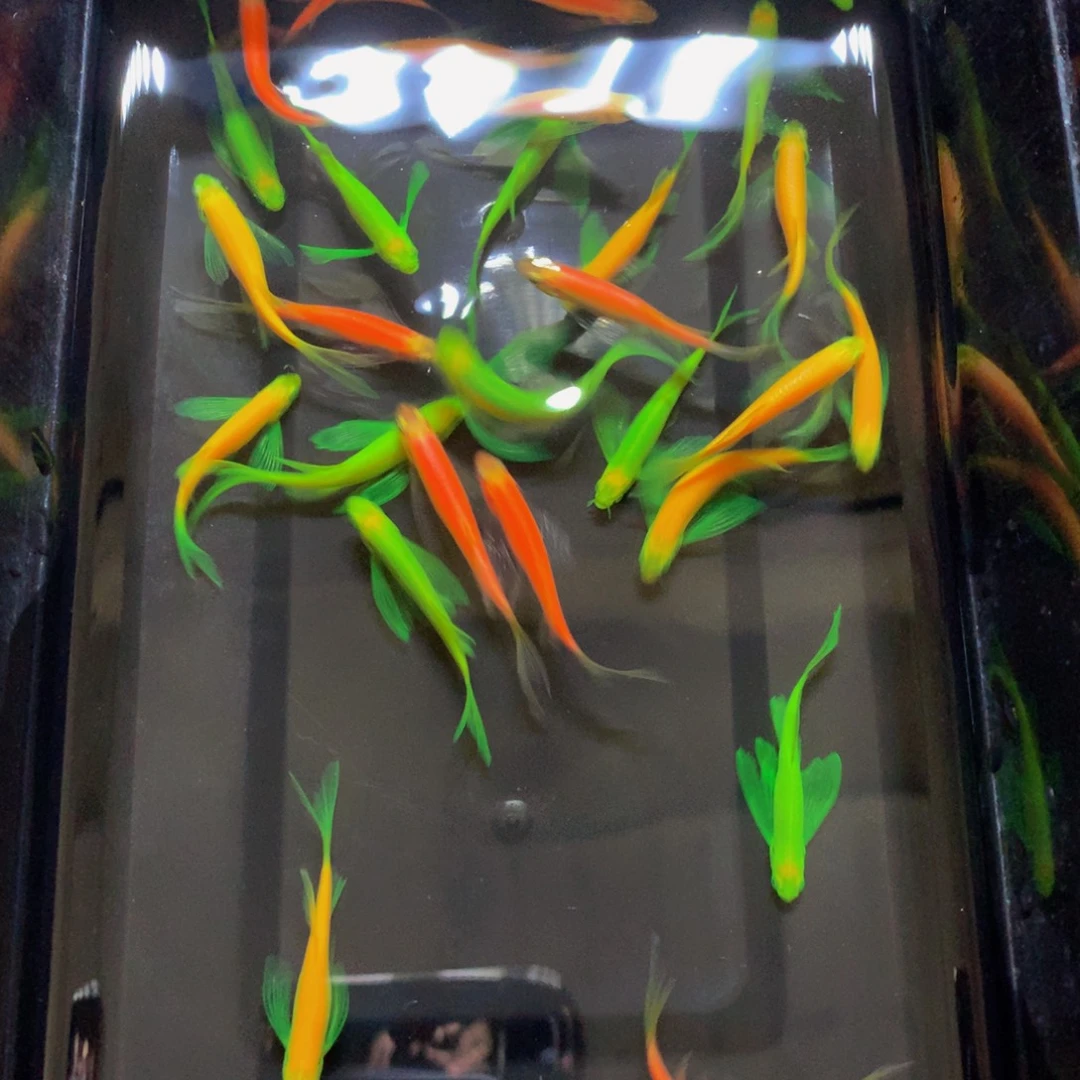 斑马鱼蝶翼斑马混搭50条送4备损（3-4厘米）