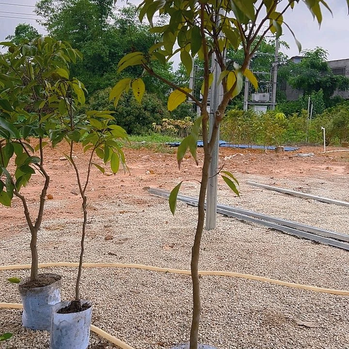 冰荔好好吃好好好