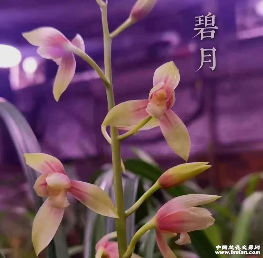 精品兰花一物一拍，单拍发普草