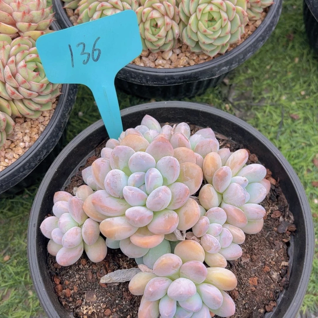 福利来啦打榜啦打榜啦