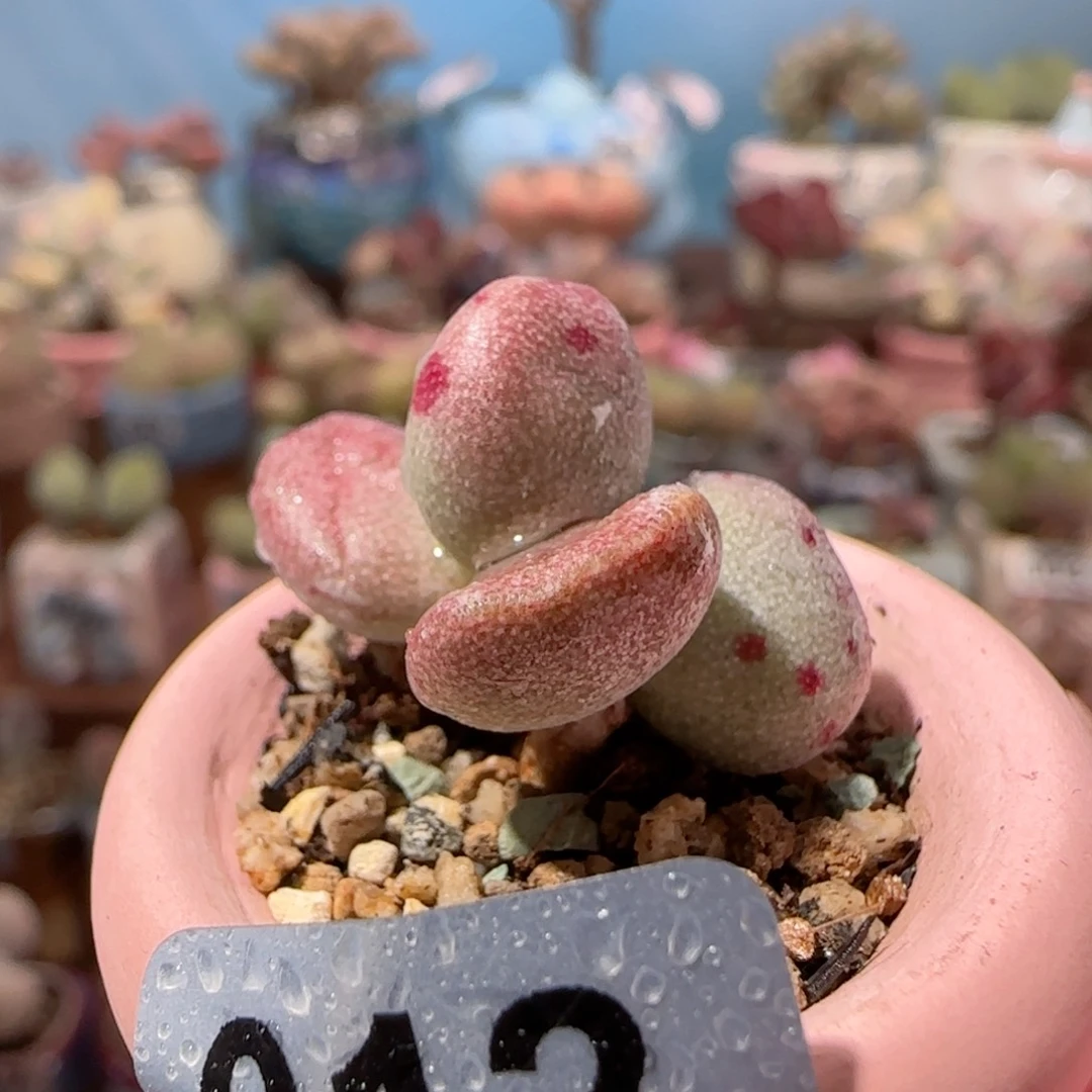 可爱恐龙蛋 盆口2cm