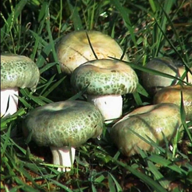 人工种植【菌种】菌包青头菌青头菇云南野蘑菇菌绿豆菌野山菌梨菇