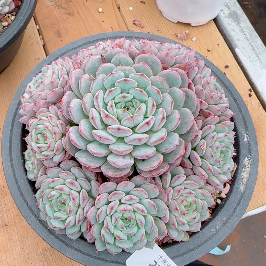 静****白胖子，2731多肉植物