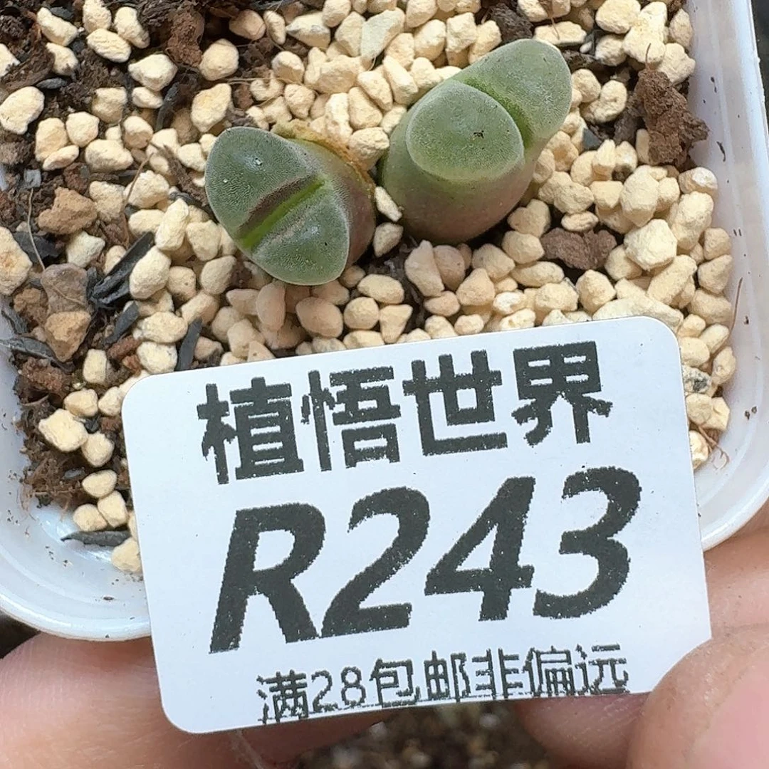 多肉植物多肉植物