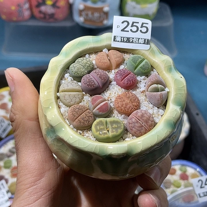 不*255大舅生石花肉锥