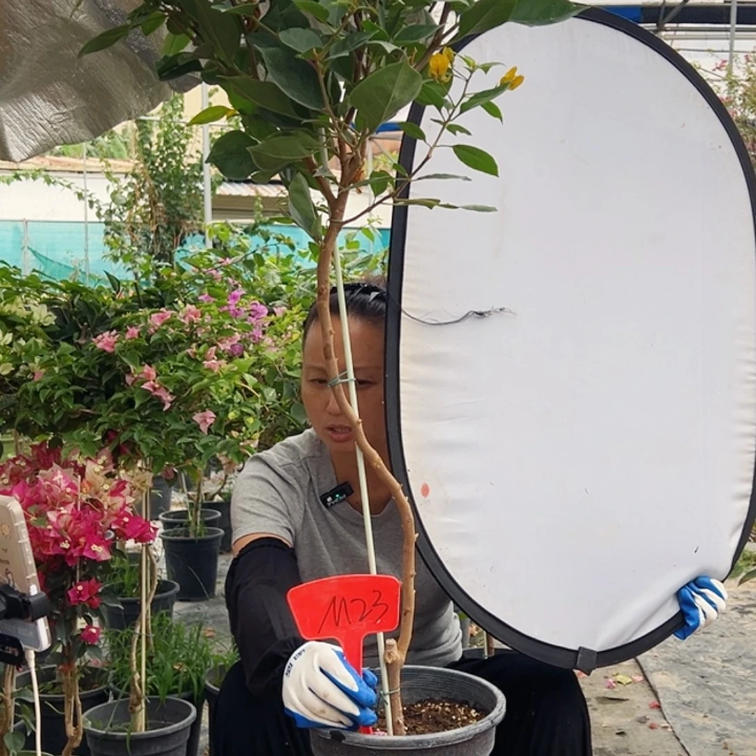 皓***子大部分花苞少量开放M23变色龙