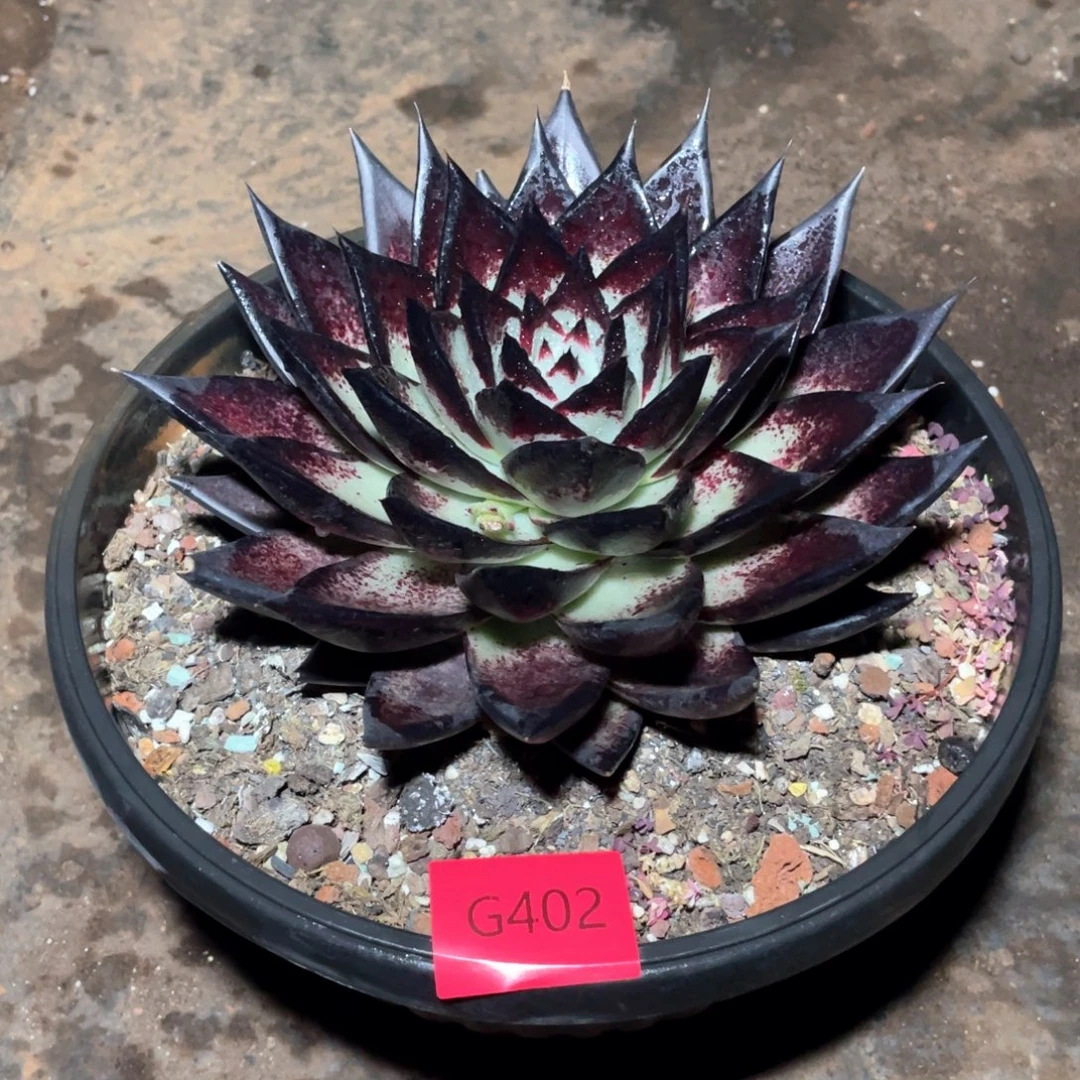 最***达多肉植物多肉植物402