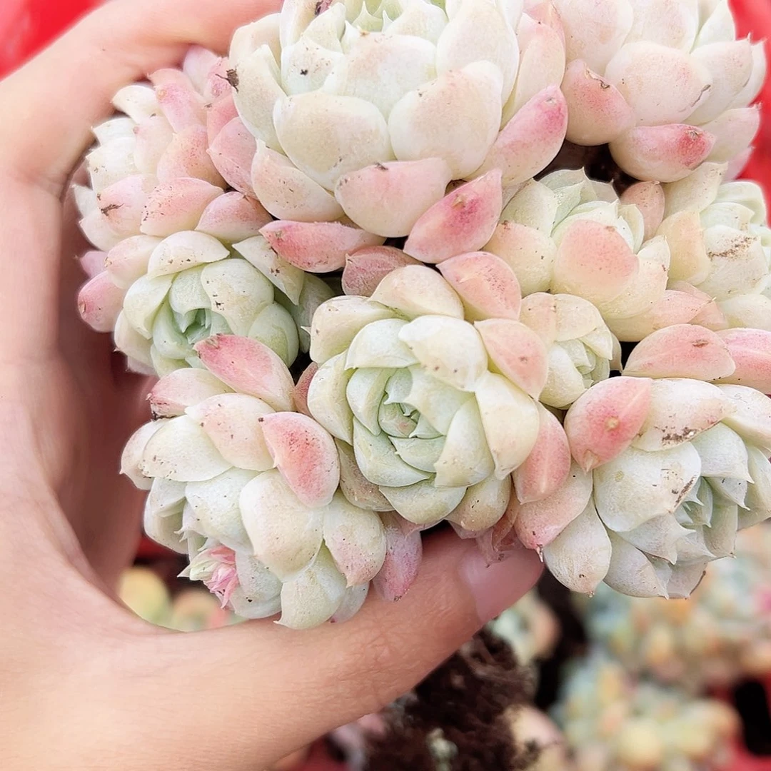 ?****晴阿尔巴丝绸中等群