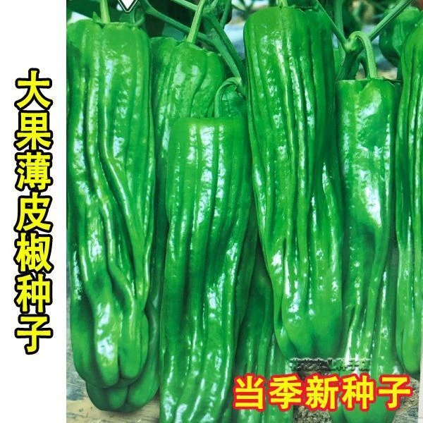 虎皮青椒微辣辣椒种早熟高产皮薄质脆春季蔬菜种子薄皮辣椒大椒种