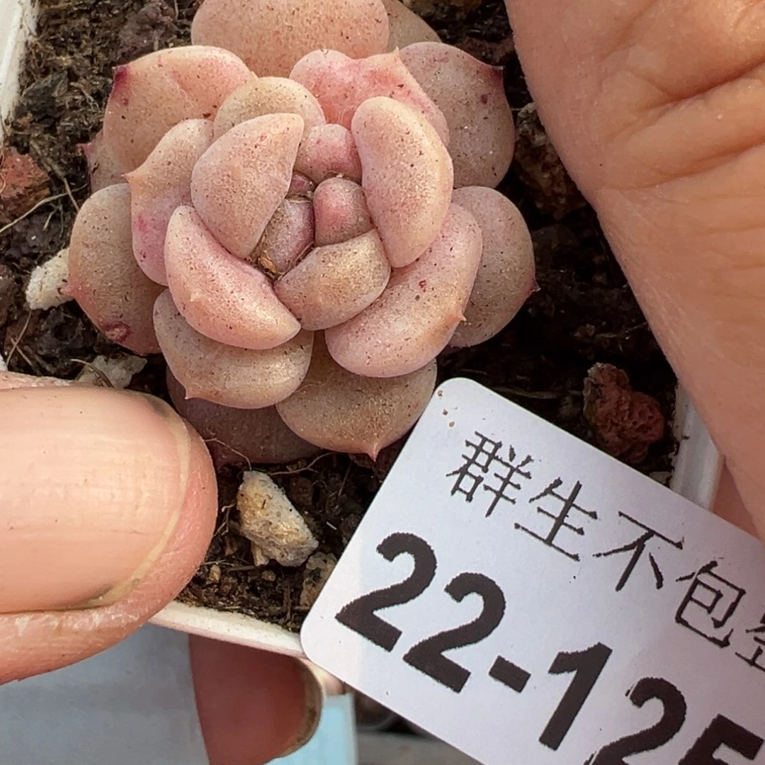 小卡拉米糖心一物一拍22-125