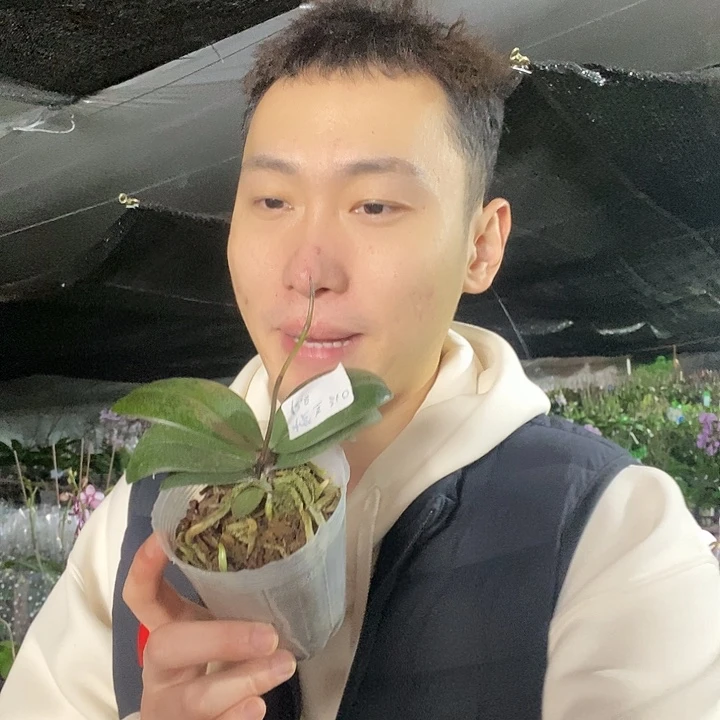 无花朵樱兰带花剑