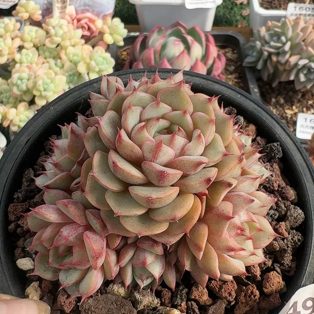 1549一物一拍（满28包邮）