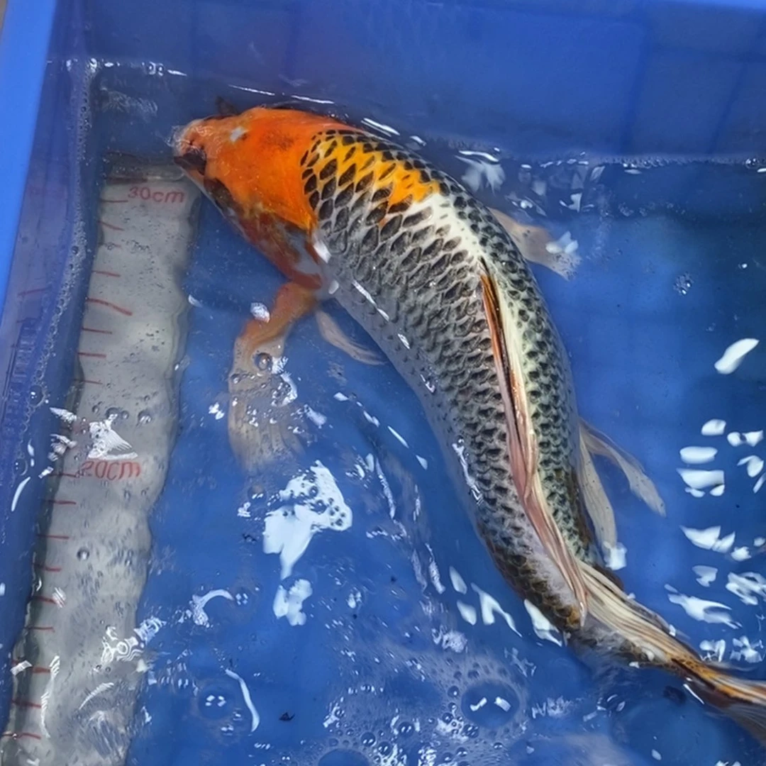 锦鲤冷水锦鲤包邮
