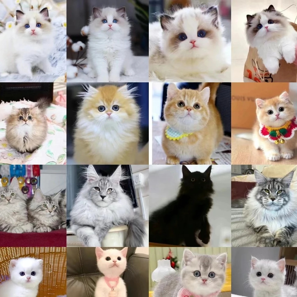 新号开播各品种猫咪全部福利388不定时会有猫猫暹罗猫免费送团购