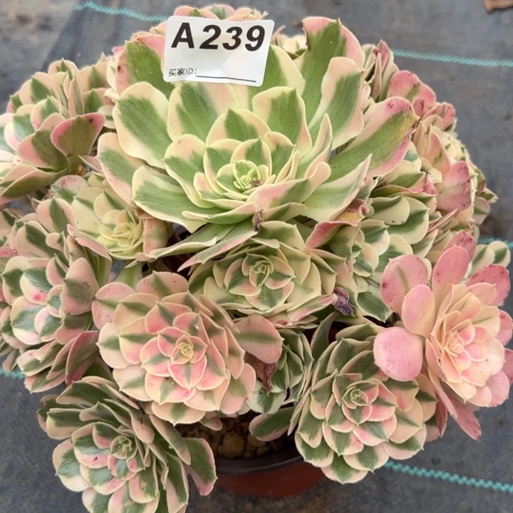 239布加迪23厘米左右