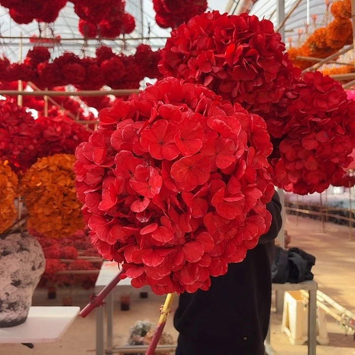 永生大叶绣球1枝 红